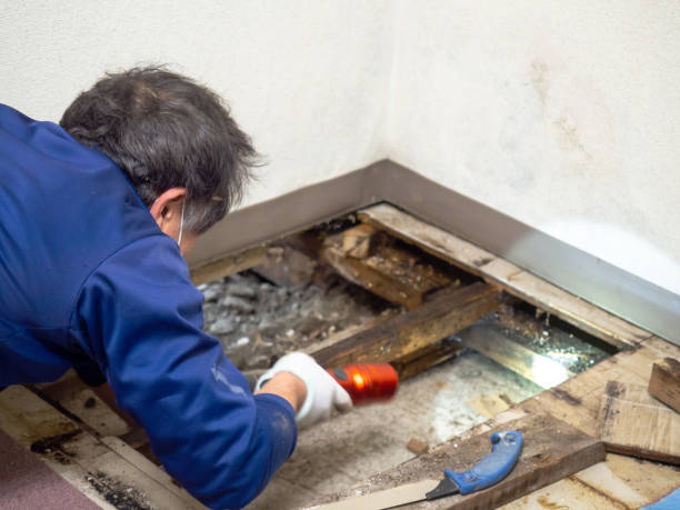 Best Professional Mold Removal  in New Cumberland, PA