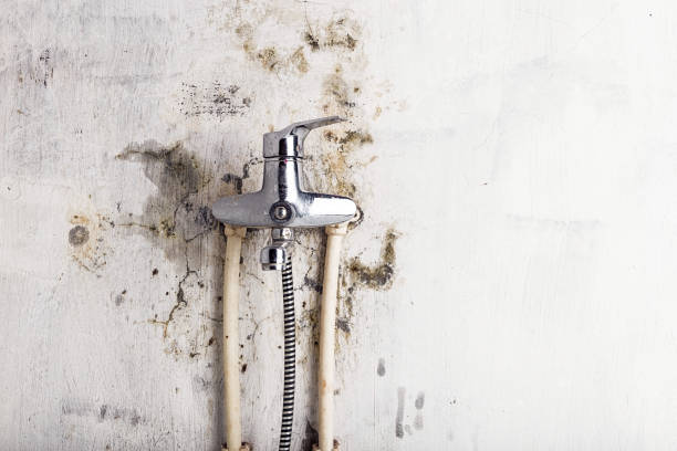 Best Local Mold Removal Service  in New Cumberland, PA