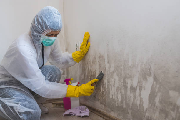 Best Attic Mold Removal  in New Cumberland, PA