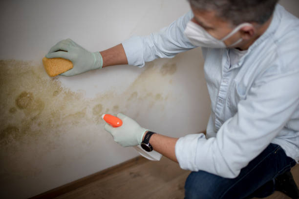 Best Black Mold Removal  in New Cumberland, PA