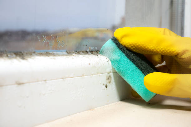 Best Affordable Mold Removal  in New Cumberland, PA