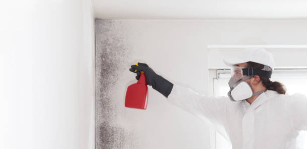 Best Professional Mold Removal  in New Cumberland, PA