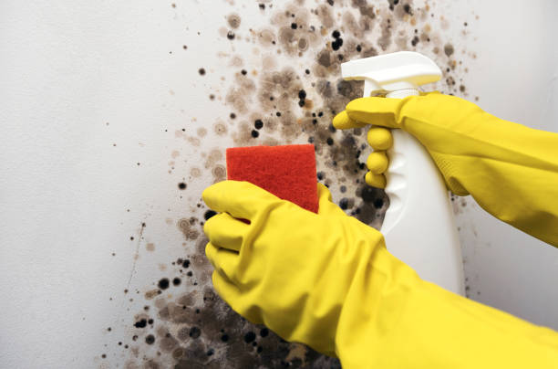 Professional Mold Removal in New Cumberland, PA