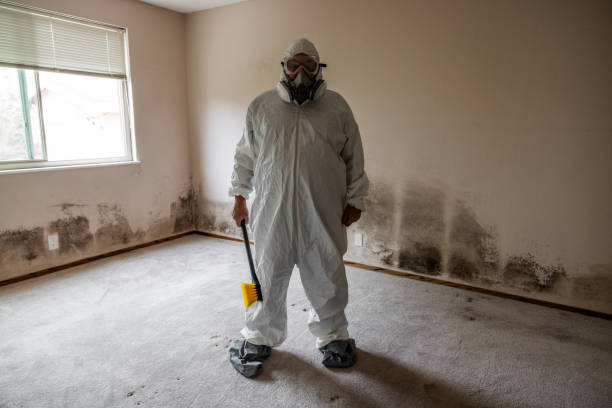 Best Certified Mold Removal  in New Cumberland, PA