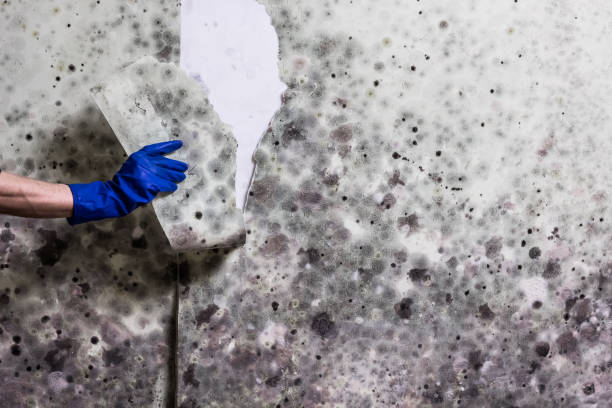 Certified Mold Removal in New Cumberland, PA